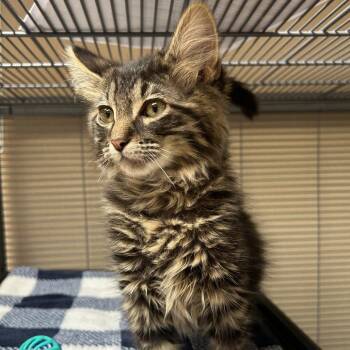 Simon -  Domestic Short Hair Cat for Adoption in Dallas, Texas - Simon | PetCurious
