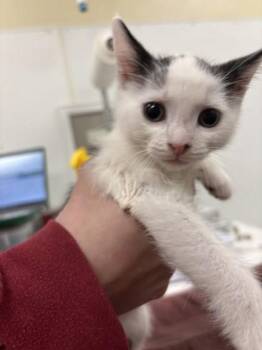 Anchovy -  Domestic Short Hair Cat for Adoption in Schenectady, New York - Anchovy | PetCurious