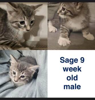 Domestic Short Hair Cats Available for Adoption in Mustang, Oklahoma - Sage | PetCurious