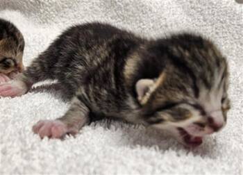 Domestic Short Hair Cats Available for Adoption in Fort Lauderdale, Florida - A2474554 | PetCurious