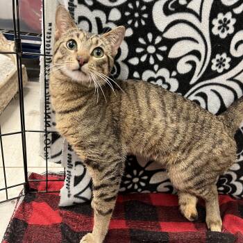 Rescue Domestic Short Hair Cats for Adoption in Villa Park, California - Seth | PetCurious