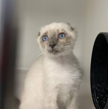 Callum -  Scottish Fold Cat for Adoption in Hollister, California - Callum | PetCurious