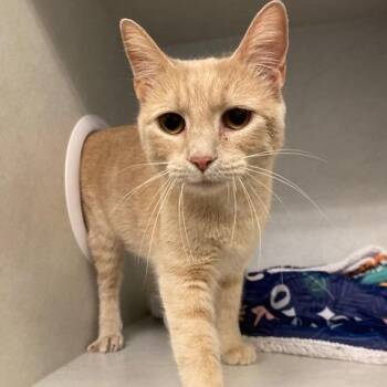 Domestic Short Hair Cats Available for Adoption - Laverene | PetCurious