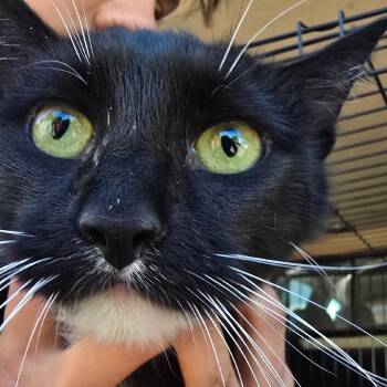 Briar -  Domestic Short Hair Cat for Adoption in Klamath Falls, Oregon - Briar | PetCurious