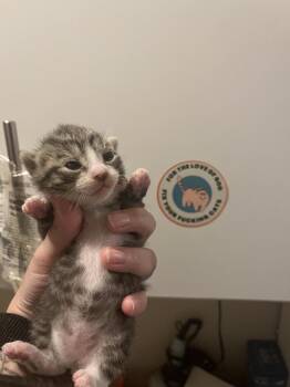 Harmony -  Domestic Short Hair and Tabby Cat for Adoption in Emerald Isle, North Carolina - Harmony | PetCurious