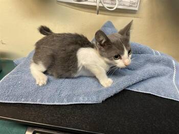 Rescue Domestic Short Hair Cats for Adoption in Pasadena, California - A525231 | PetCurious
