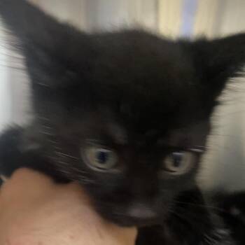 Spud -  Domestic Short Hair Cat for Adoption in Blairsville, Georgia - Spud | PetCurious