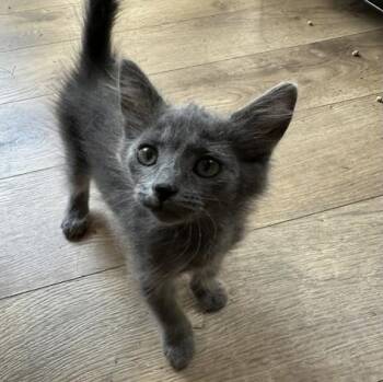 Rescue Domestic Short Hair Cats for Adoption in Larkfield-wikiup, California - Midnight | PetCurious