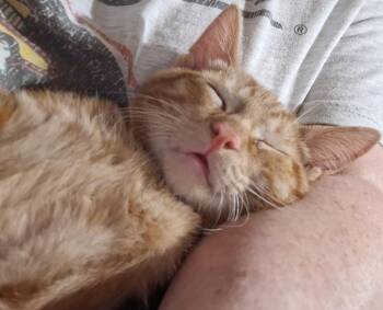 Rescue Domestic Short Hair Cats for Adoption in Dyer, Indiana - Marmalade | PetCurious