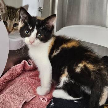 Spice -  Domestic Short Hair Cat for Adoption in Oneonta, New York - Spice | PetCurious