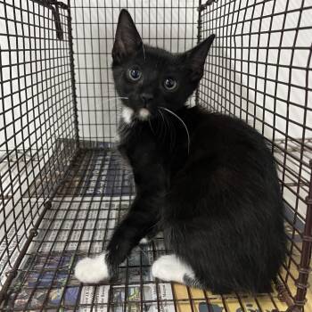 Dexter -  Domestic Short Hair Cat for Adoption in Edinburg, Texas - Dexter | PetCurious