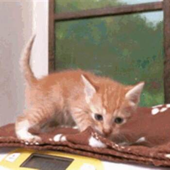 Mitch -  Domestic Short Hair Cat for Adoption in Houston, Texas - Mitch | PetCurious