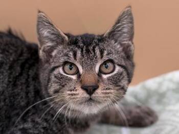 Paul -  Domestic Short Hair Cat for Adoption in Portland, Oregon - Paul | PetCurious