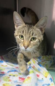 Tigress -  Tiger Cat for Adoption in Lagrange, Indiana - Tigress | PetCurious