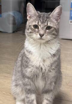 LOVEBUG -  American Shorthair Cat for Adoption in Scottsburg, Indiana - LOVEBUG | PetCurious