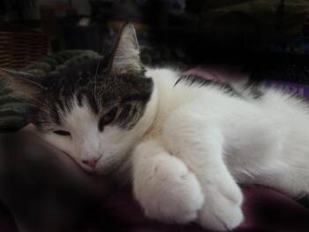 Domestic Short Hair Cats Available for Adoption - Ault Park | PetCurious