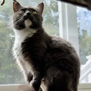 Moonstruck -  Domestic Medium Hair Cat for Adoption in Richmond, Virginia - Moonstruck | PetCurious