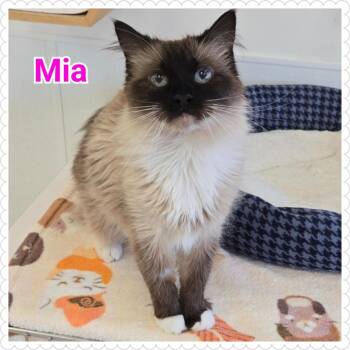 Siamese Cats Available for Adoption in North Saint Paul, Minnesota - Mia | PetCurious