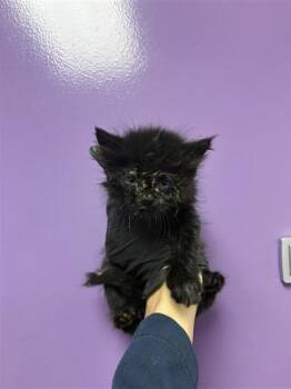 61136501 -  Domestic Medium Hair Cat for Adoption in El Paso, Texas - 61136501 | PetCurious