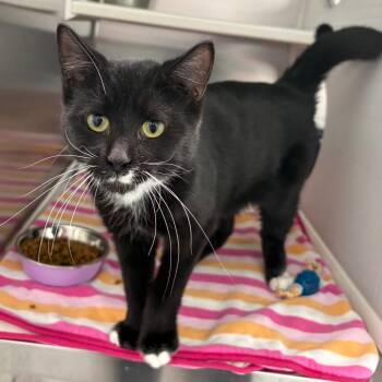 Domestic Short Hair Cats Available for Adoption - Xavier | PetCurious