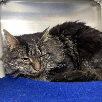 Domestic Long Hair Cats Available for Adoption - Big Boy | PetCurious