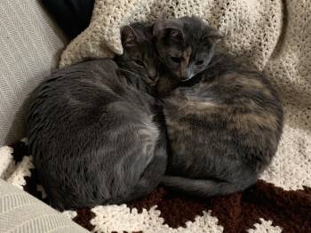 Rescue Domestic Short Hair Cats for Adoption in Fairfax, Virginia - Henry And Pokey | PetCurious