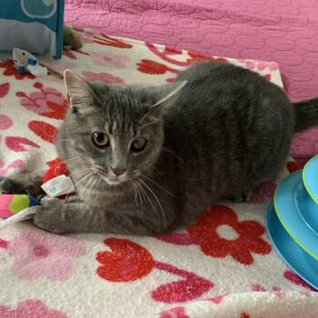 Domestic Short Hair Cats Available for Adoption in Chicago, Illinois - Valentine | PetCurious