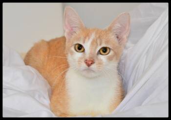 Summer A061271 -  Domestic Short Hair Cat for Adoption in San Andreas, California - Summer A061271 | PetCurious