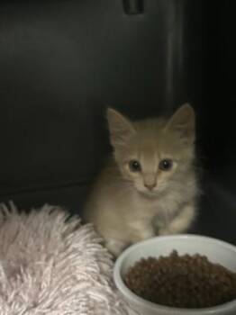 Tiger -  Domestic Medium Hair and Domestic Short Hair Cat for Adoption in Picayune, Mississippi - Tiger | PetCurious