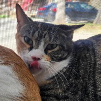 Domestic Short Hair Cats Available for Adoption - MJ | PetCurious