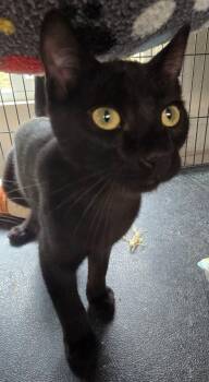 Pluto / Mirical -  Domestic Short Hair Cat for Adoption in Shelton, Washington - Pluto / Mirical | PetCurious