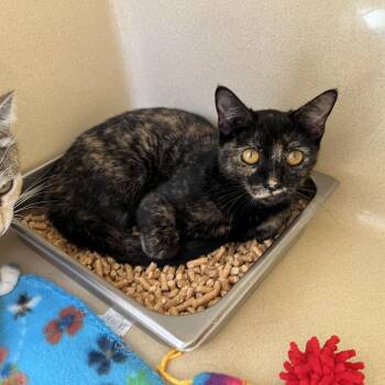 Rescue Tortoiseshell Cats for Adoption in Clarksville, Virginia - Ashley Judd | PetCurious