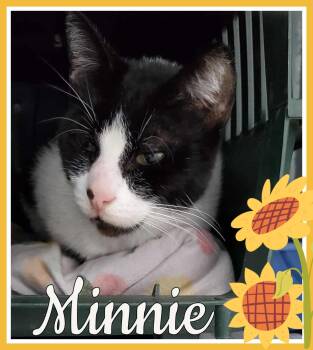 Rescue Domestic Short Hair Cats for Adoption in Valley City, North Dakota - Minnie | PetCurious