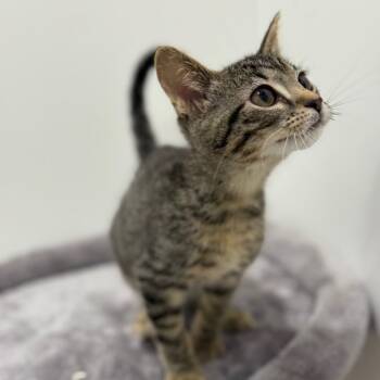 Rescue Domestic Short Hair Cats for Adoption in Chino Hills, California - Maxwella - City Of Industry Location | PetCurious
