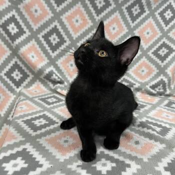 Woody -  Domestic Short Hair Cat for Adoption in Fairmont, Minnesota - Woody | PetCurious