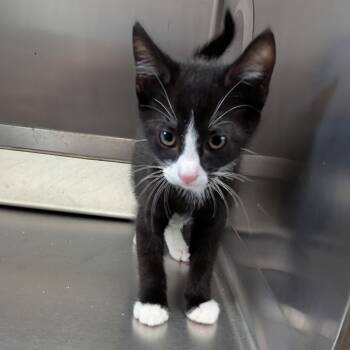 Rescue Domestic Short Hair Cats for Adoption in Aberdeen, Washington - Nani | PetCurious
