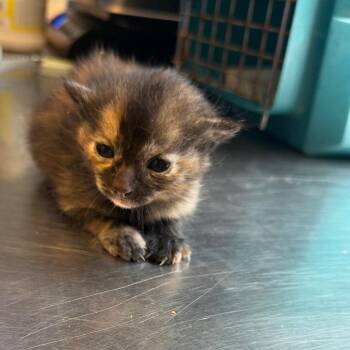 Diablo -  Domestic Short Hair Cat for Adoption in Tuscaloosa, Alabama - Diablo | PetCurious