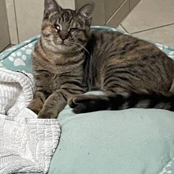 Sassy -  Domestic Short Hair Cat for Adoption in Westfield, New Jersey - Sassy | PetCurious
