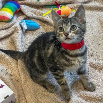 Rescue Domestic Short Hair Cats for Adoption in West Palm Beach, Florida - Winnie | PetCurious