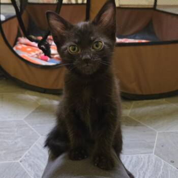 Domestic Short Hair Cats Available for Adoption in Brownsboro, Alabama - Cornflower | PetCurious