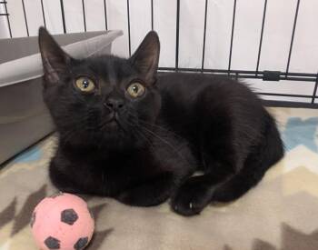 Marshmallow -  Domestic Short Hair Cat for Adoption in Fullerton, California - Marshmallow | PetCurious