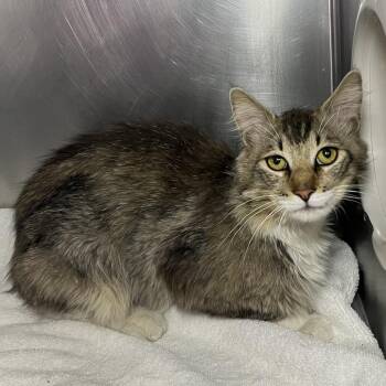 Bon Jovi -  Domestic Medium Hair Cat for Adoption in Palm Springs, California - Bon Jovi | PetCurious