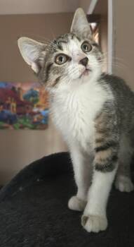 Domestic Medium Hair Cats Available for Adoption in Calera, Alabama - Loretta | PetCurious