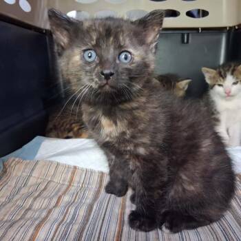 Onion -  Domestic Short Hair Cat for Adoption in Lakewood, Colorado - Onion | PetCurious