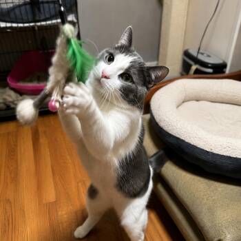 Charlie -  American Shorthair Cat for Adoption in Los Angeles, California - Charlie | PetCurious