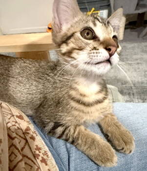 Rescue Domestic Short Hair Cats for Adoption in Ventura, California - Falcon | PetCurious