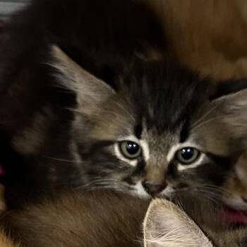 Chevron -  Domestic Long Hair Cat for Adoption in Hannibal, Missouri - Chevron | PetCurious