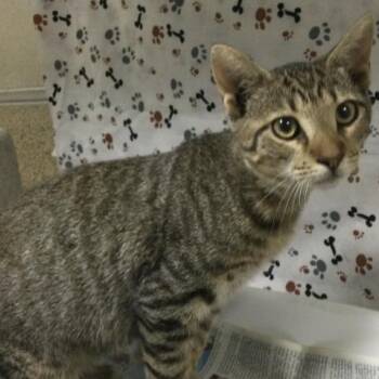 ZACK -  Domestic Short Hair Cat for Adoption in Riverside, California - ZACK | PetCurious