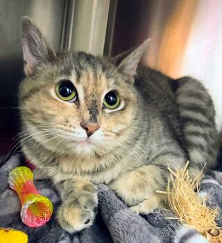 Domestic Short Hair Cats Available for Adoption - BLUSH | PetCurious