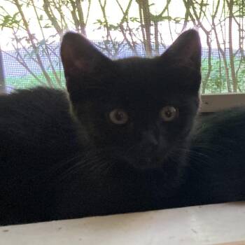 JJ -  Domestic Short Hair Cat for Adoption in Hudson, New York - JJ | PetCurious